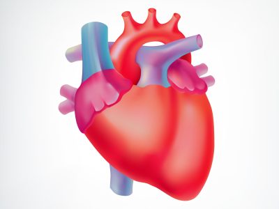 Medical light organ anatomic concept with colorful human heart on white background isolated vector illustration